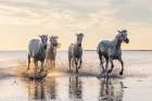 Provence-Alpes-Cote dAzur-France Camargue horses running through water at sunrise Art Print